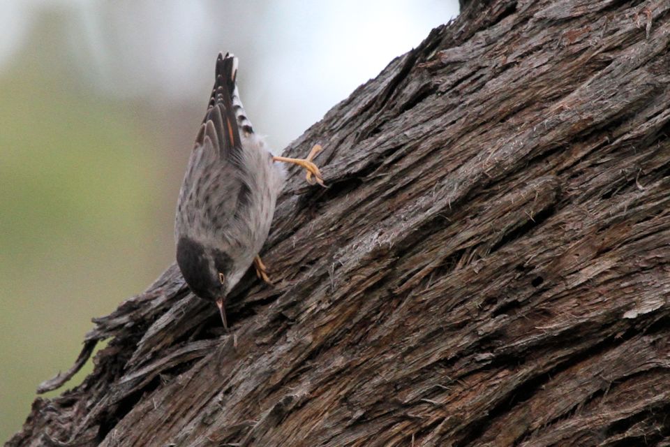 Varied Sittella (Daphoenositta chrysoptera)